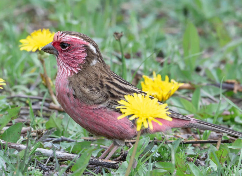 Sichuan Birding Tours