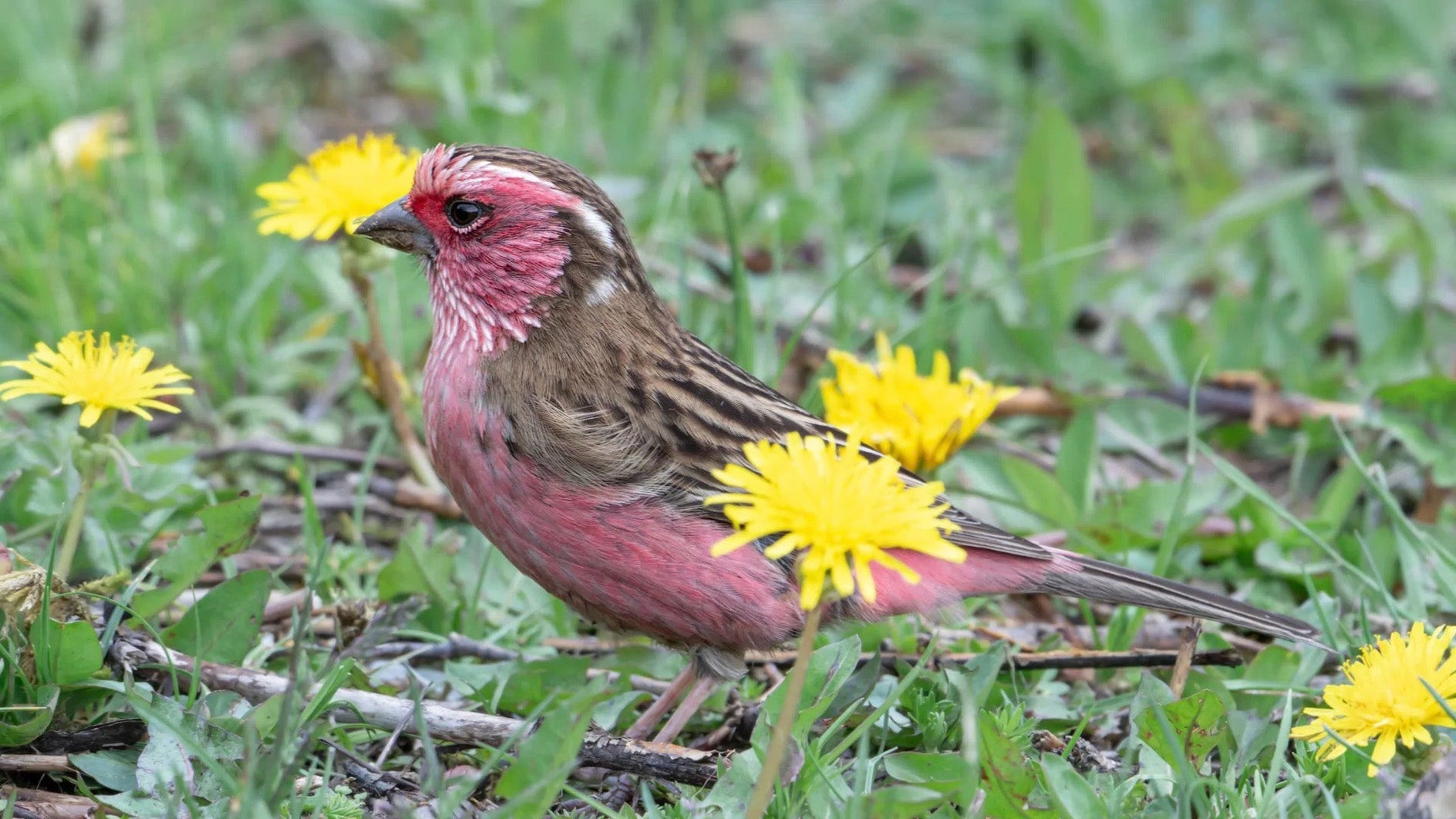 Sichuan Birding Tours