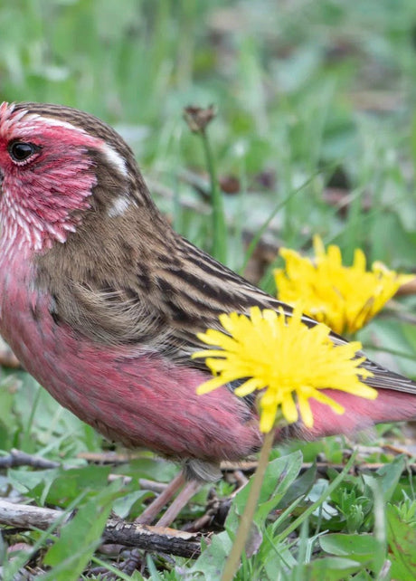 Sichuan Birding Tours