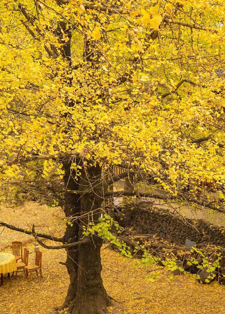 Yunnan Autumn Tours