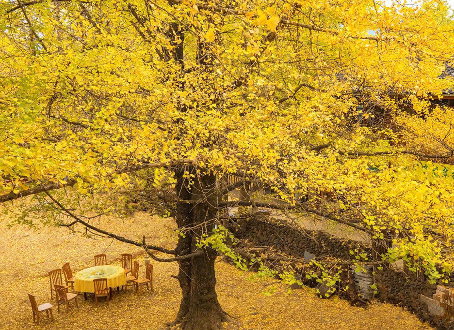 Yunnan Autumn Tours