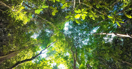 Xishuangbanna Hiking Tours