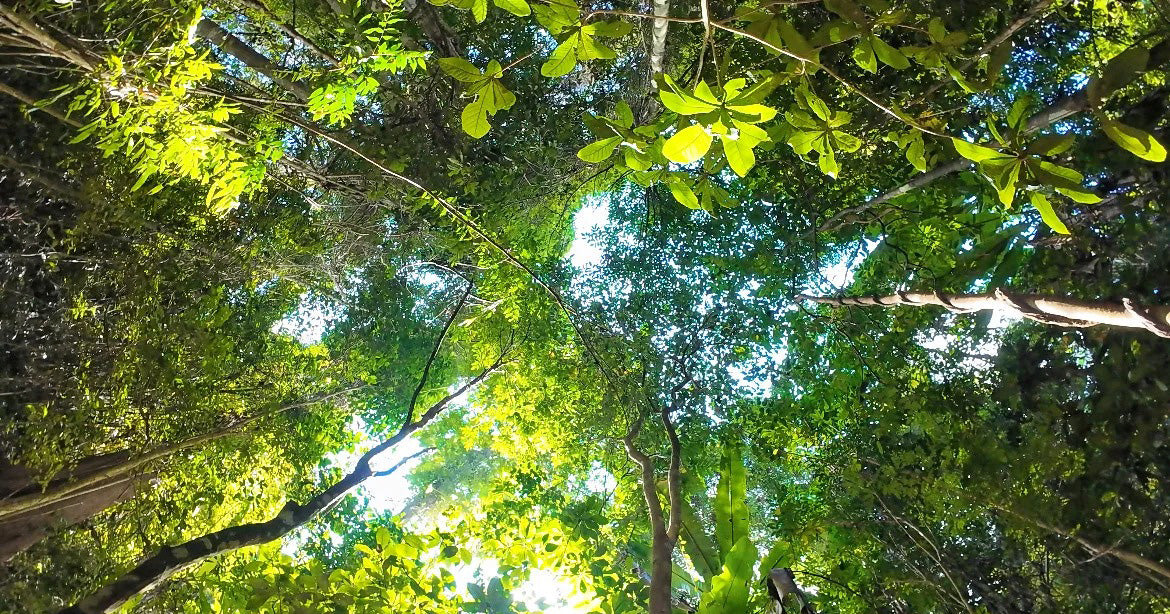 Xishuangbanna Hiking Tours
