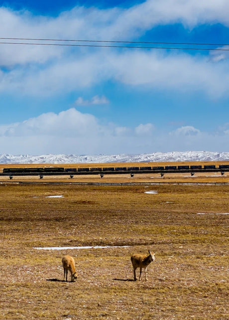 Qinghai