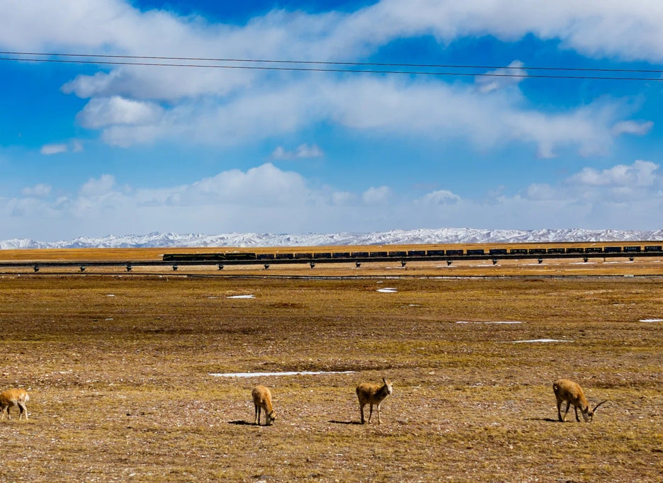 Qinghai
