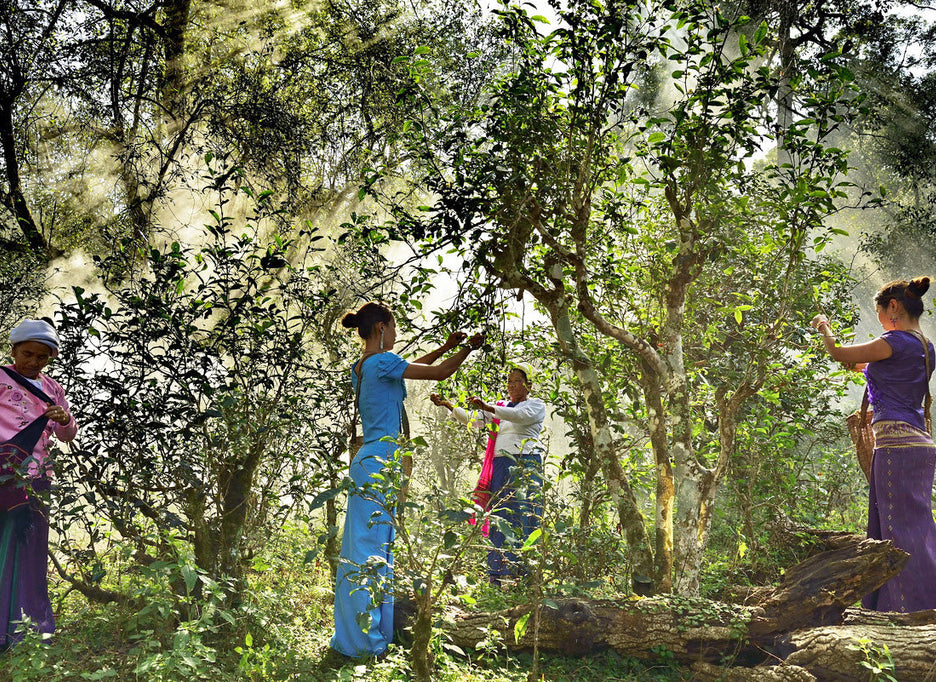 Yunnan Tea Tours