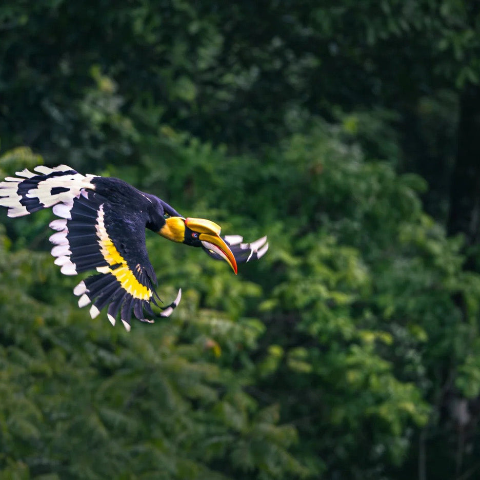 Yunnan Birding Tours