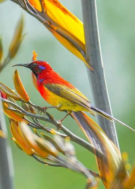 China Wildlife Tours