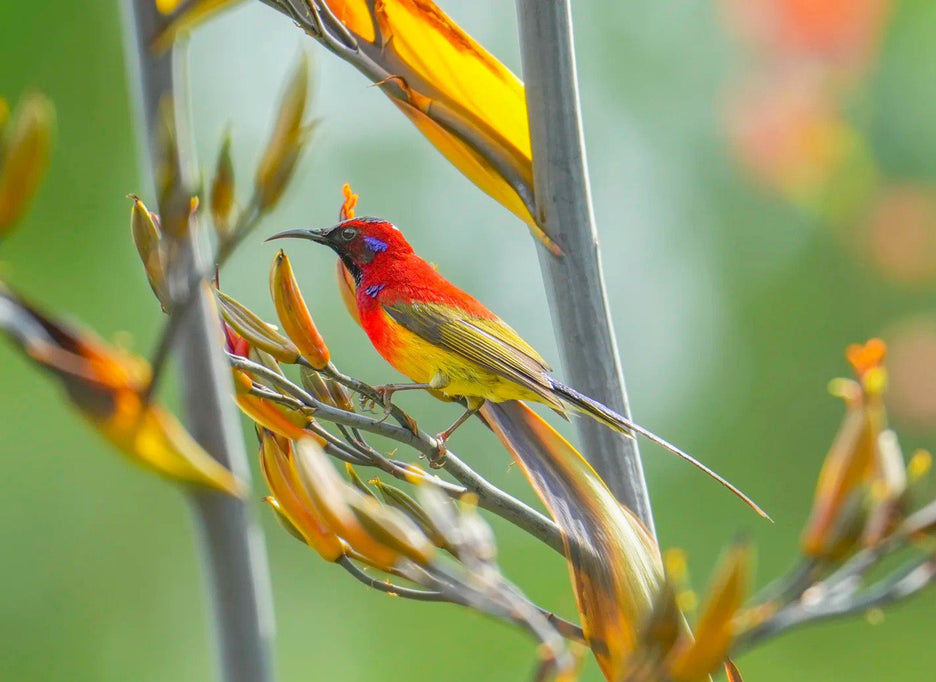 China Wildlife Tours
