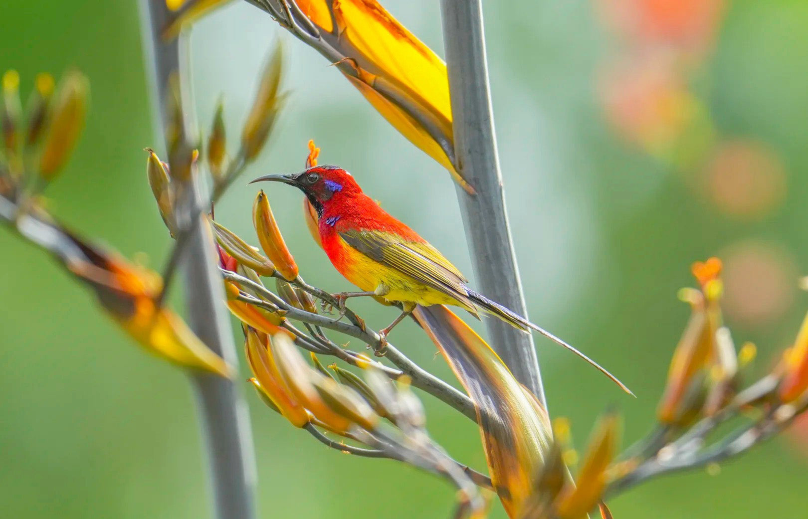 China Wildlife Tours
