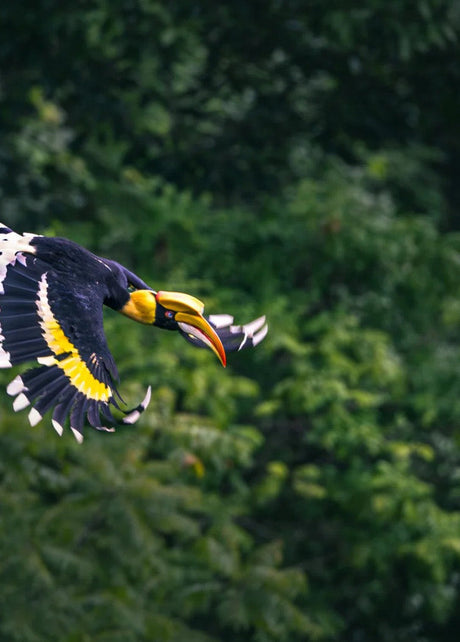 Yunnan Birding Tours