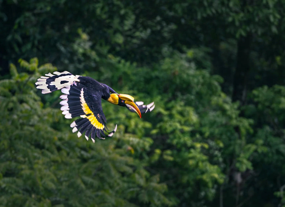 Yunnan Birding Tours