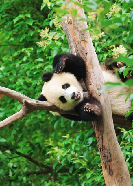 China Panda Tours