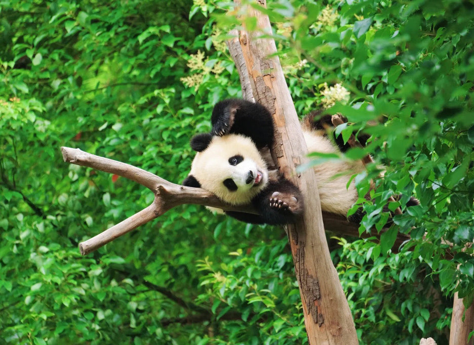 Chengdu