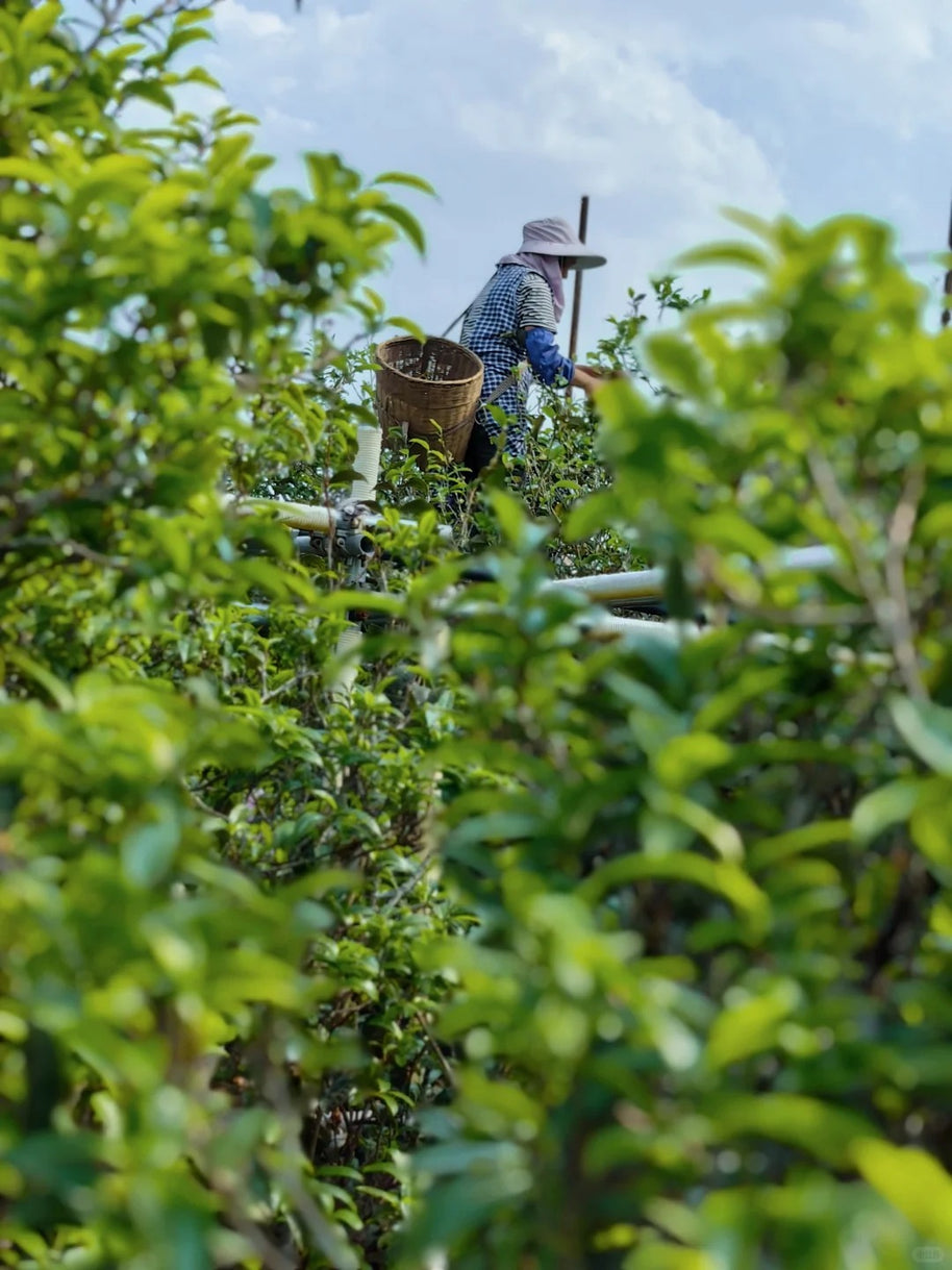 3 Days Xigui & Bingdao Tea Culture Tour