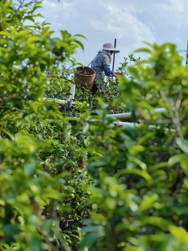 3 Days Xigui & Bingdao Tea Culture Tour