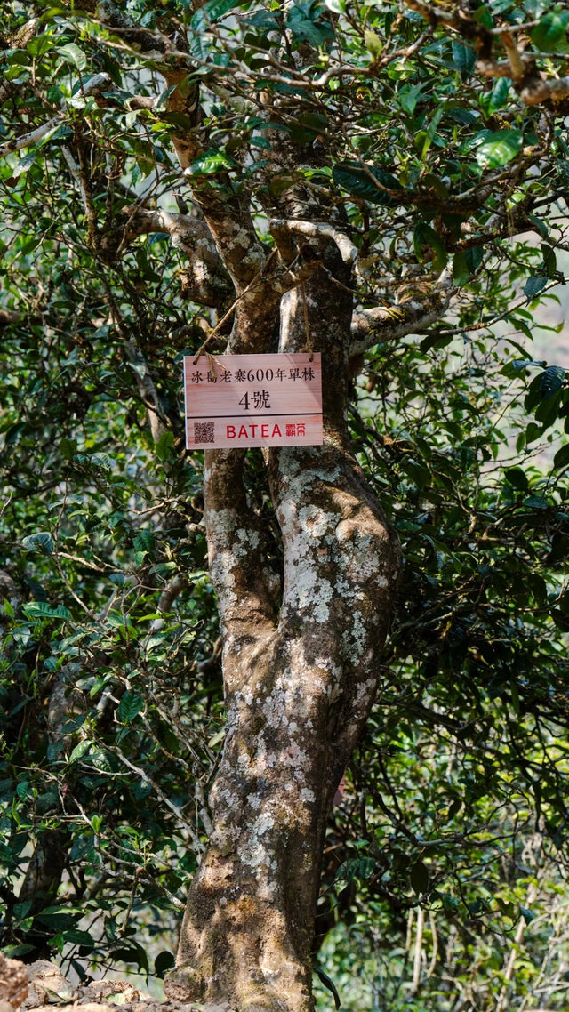 3 Days Xigui & Bingdao Tea Culture Tour