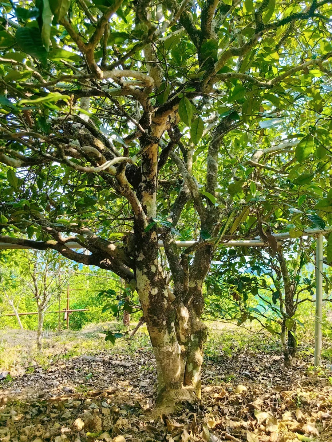 3 Days Bingdao & Fengqing Tea Culture Tour