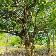 3 Days Bingdao & Fengqing Tea Culture Tour