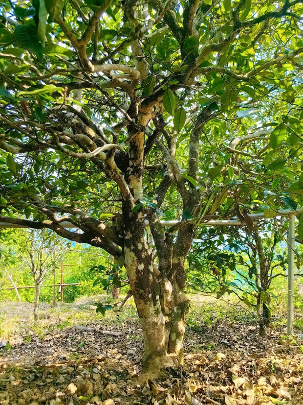 3 Days Bingdao & Fengqing Tea Culture Tour