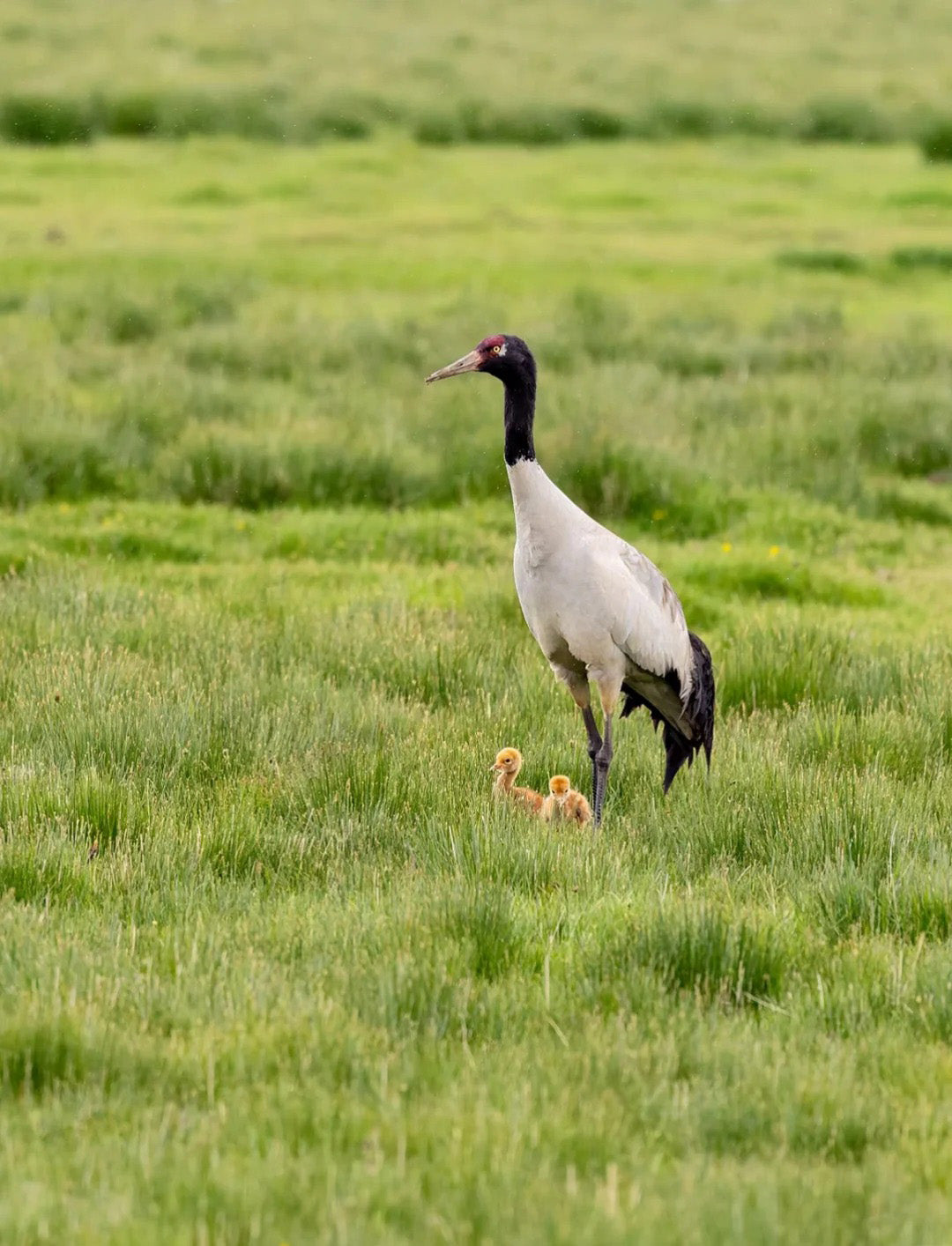 5 Days Songpan and Ruoergai Northern Sichuan Birding Tour (Alpine Forest and Grassland Endemics)