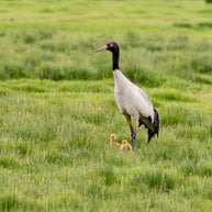 5 Days Songpan and Ruoergai Northern Sichuan Birding Tour (Alpine Forest and Grassland Endemics)