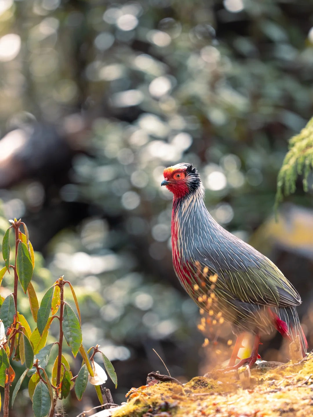 5 Days Songpan and Ruoergai Northern Sichuan Birding Tour (Alpine Forest and Grassland Endemics)