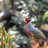 5 Days Songpan and Ruoergai Northern Sichuan Birding Tour (Alpine Forest and Grassland Endemics)