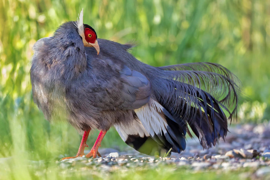 5 Days Songpan and Ruoergai Northern Sichuan Birding Tour (Alpine Forest and Grassland Endemics)