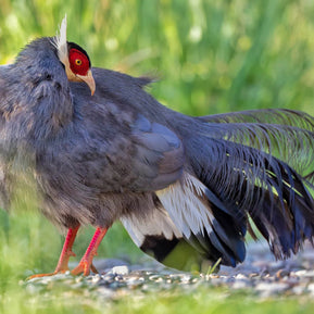 5 Days Songpan and Ruoergai Northern Sichuan Birding Tour (Alpine Forest and Grassland Endemics)