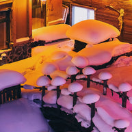 7 Days Harbin Ice and Snow Festival Winter Tour