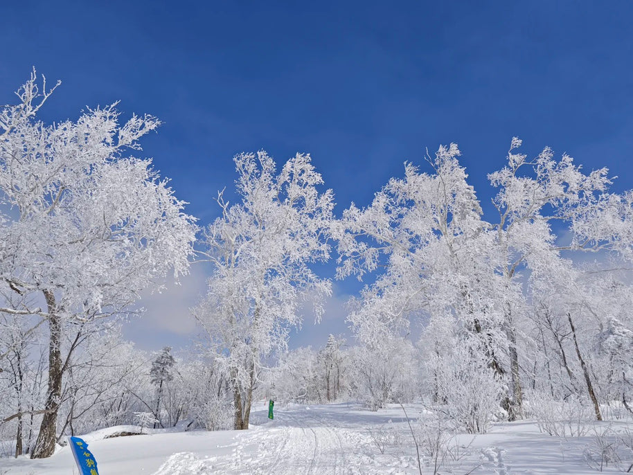 7 Days Harbin Ice and Snow Festival Winter Tour
