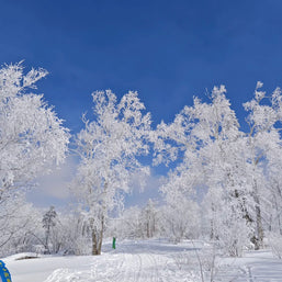 7 Days Harbin Ice and Snow Festival Winter Tour