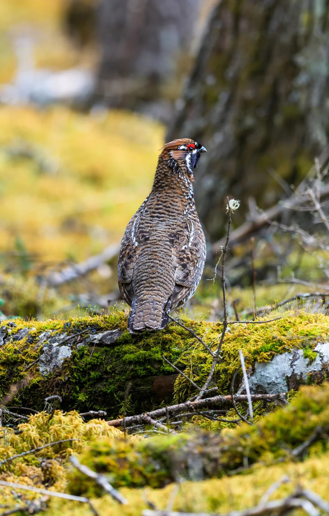 5 Days Songpan and Ruoergai Northern Sichuan Birding Tour (Alpine Forest and Grassland Endemics)