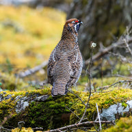 5 Days Songpan and Ruoergai Northern Sichuan Birding Tour (Alpine Forest and Grassland Endemics)