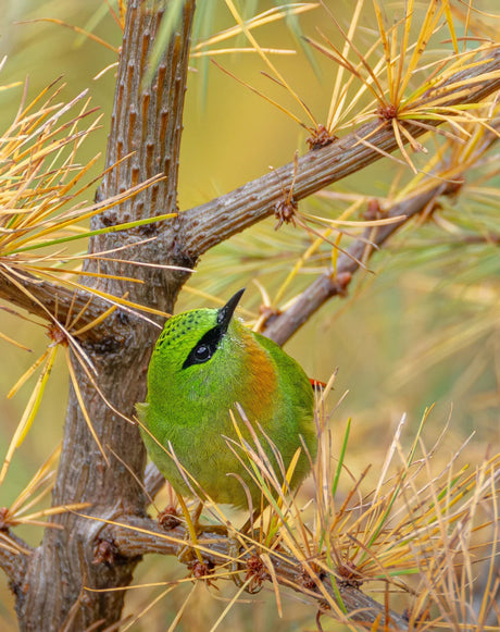 9 Days Dulong River (N'Mai River) Birding Tour