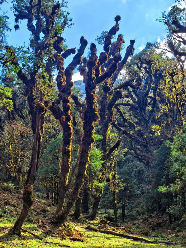 1 Day Gao Li Gong Mountain Hiking Tour