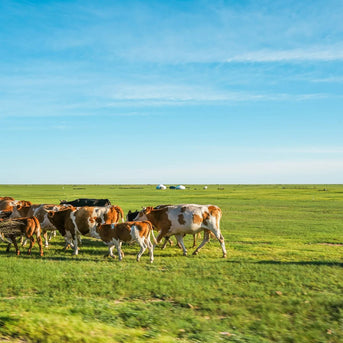 7 Days Hulunbuir Light Hiking and Nature Discovery Tour