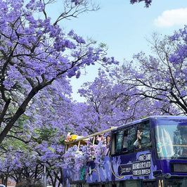 8 Days Kunming Dali Lijiang Shangri-La and Lugu Lake Tour