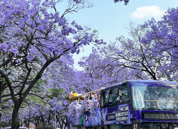 8 Days Kunming Dali Lijiang Shangri-La and Lugu Lake Tour