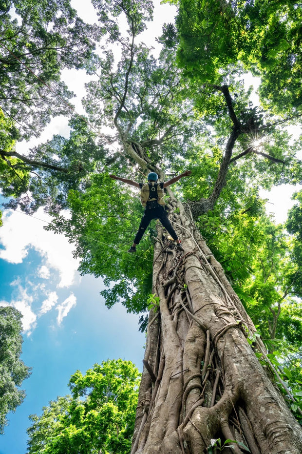 1 Day Jinuo Mountain Rainforest Hiking Tour