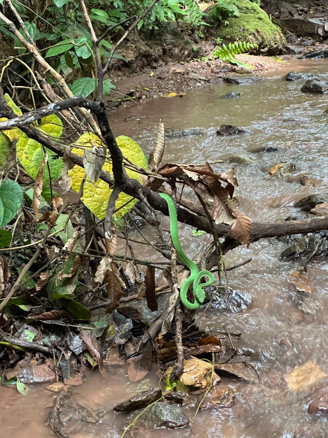 1 Day Jinuo Mountain Rainforest Hiking Tour