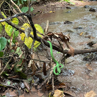 1 Day Jinuo Mountain Rainforest Hiking Tour