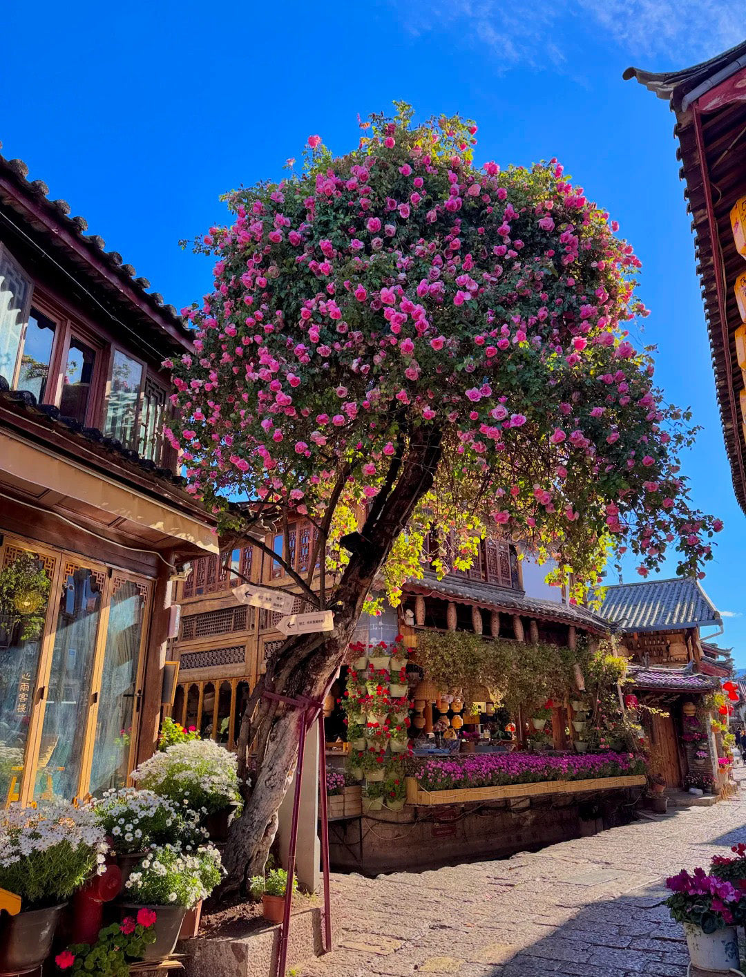 17 Days Beijing Shanghai Suzhou Wuzhen Lijiang Tour