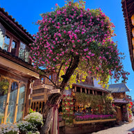 17 Days Beijing Shanghai Suzhou Wuzhen Lijiang Tour