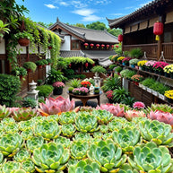 14 Days Yunnan Golf Tour