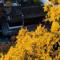4 Days Shanghai Suzhou Hangzhou Wuzhen Tour