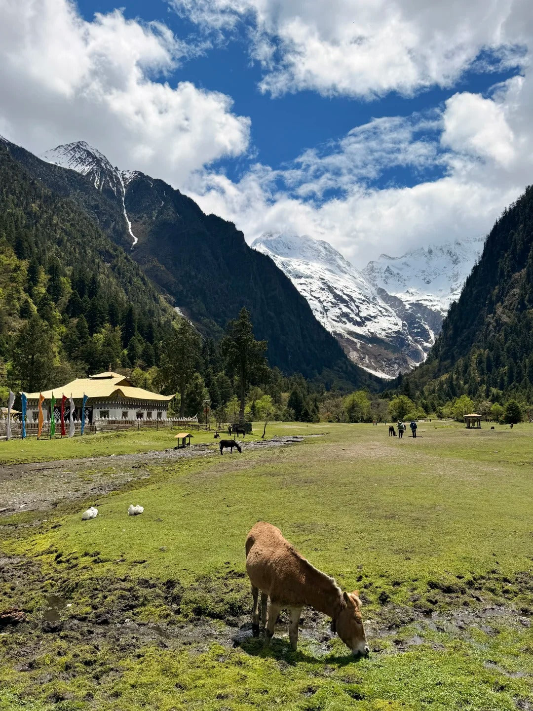5 Days Yubeng Village Trekking Tour: Meili Snow Mountain Adventure from Lijiang