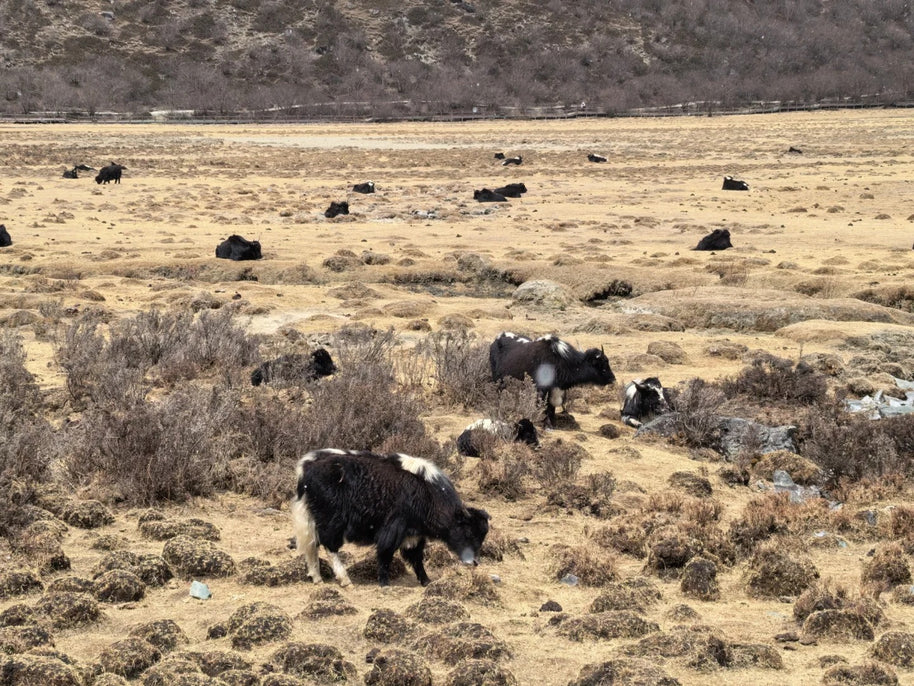 Tour de 6 días por Lijiang Shangri-La Daocheng y el lago Lugu