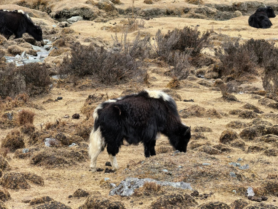 Tour de 6 días por Lijiang Shangri-La Daocheng y el lago Lugu